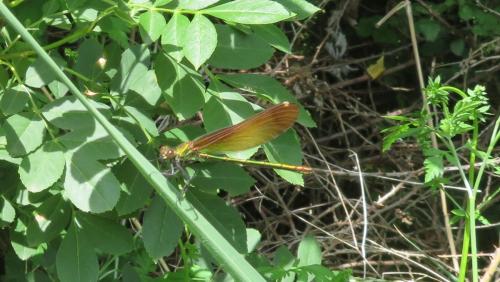 Calopteryx haemorrhoidalis